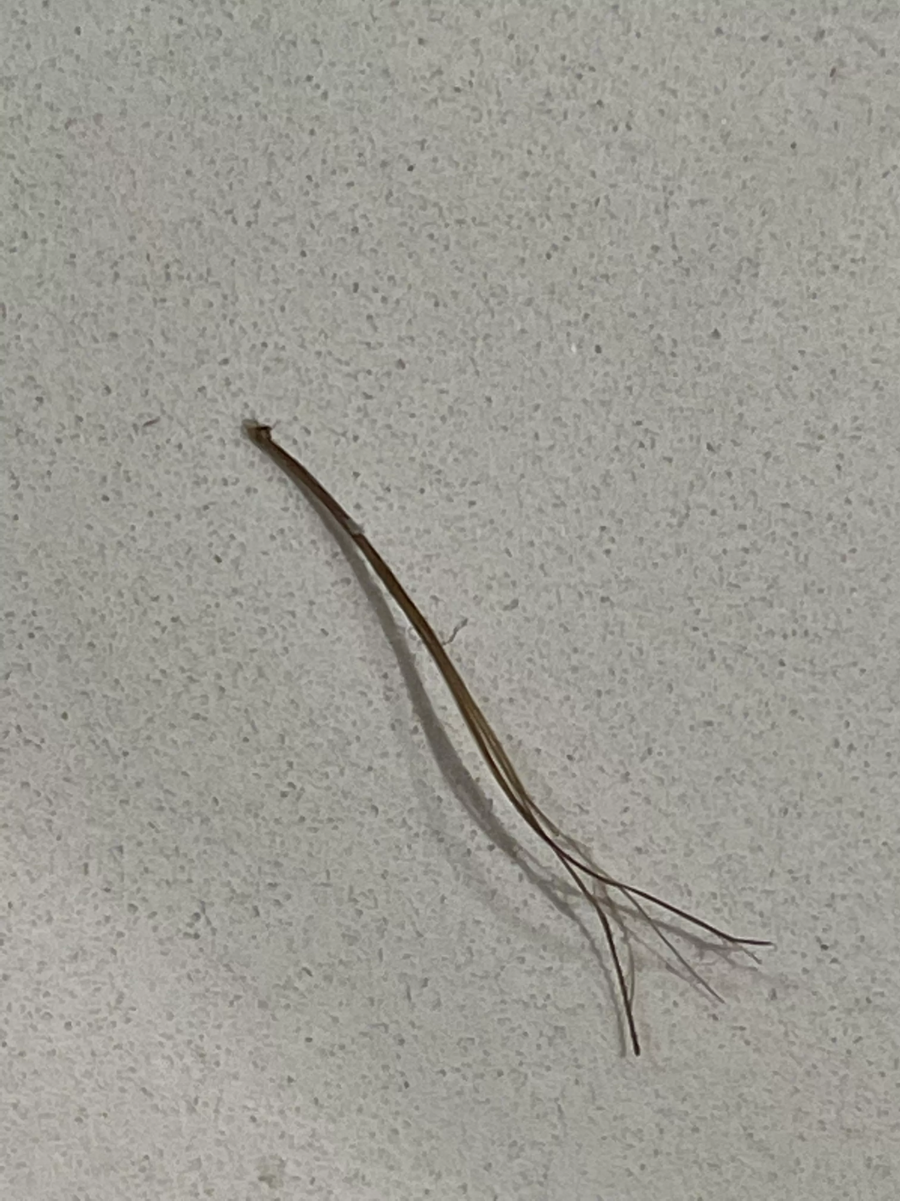 Another pili multigemini extracted from my beard. This one has 2 thicker hairs and a few other really thin ones. posted by Academic_Flan4751