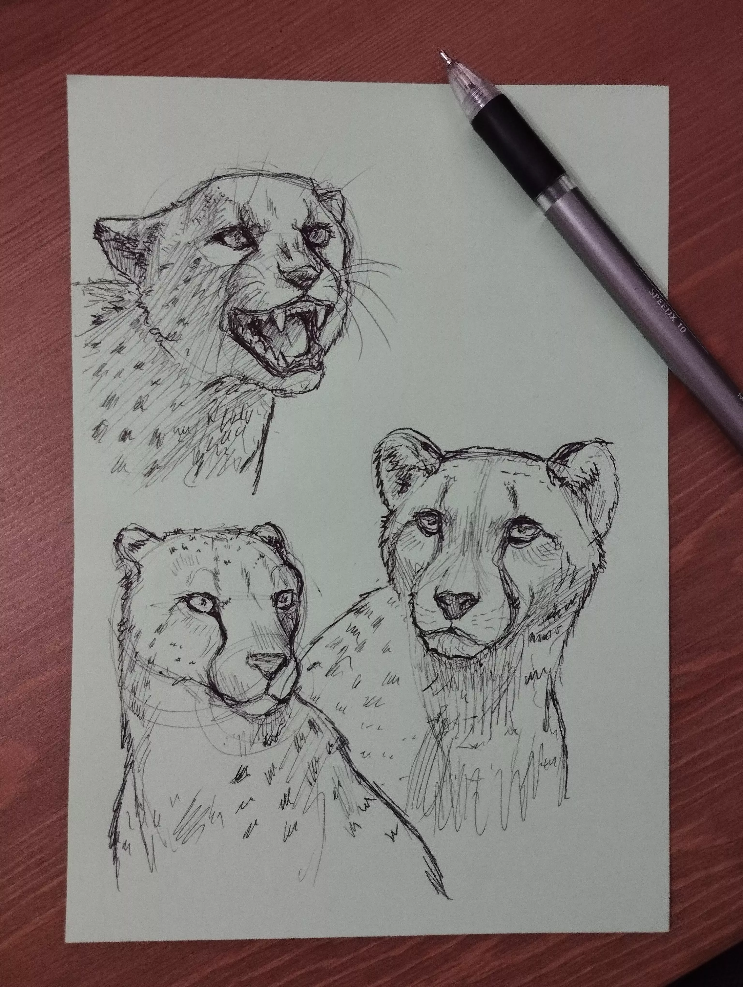 Preparation for a character (Art by me) posted by pawperpaw