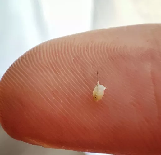 That one came out rather nicely. by Mesenterium