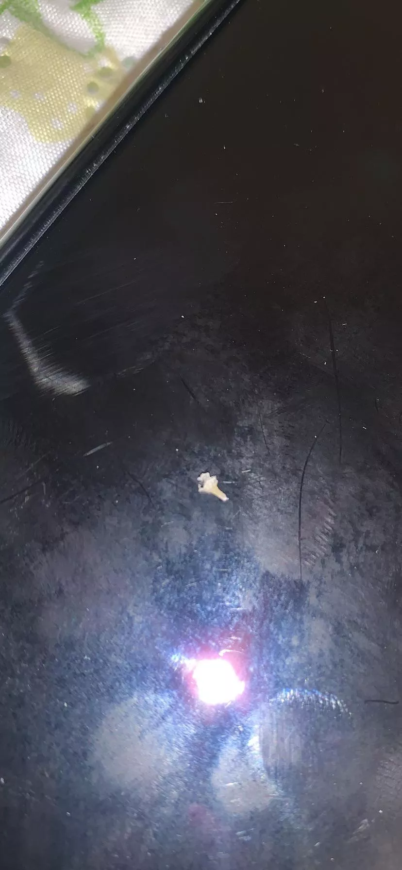 This blackhead that took two of us to pull out of my mom’s back posted by Jessss9