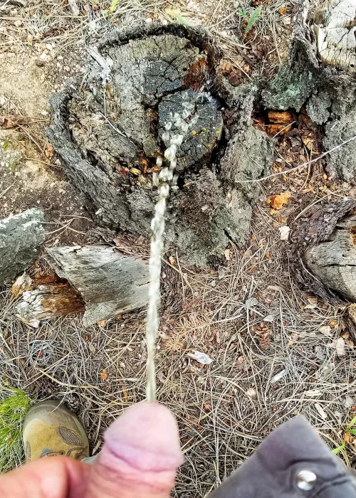 Stump Piss by JKPig66