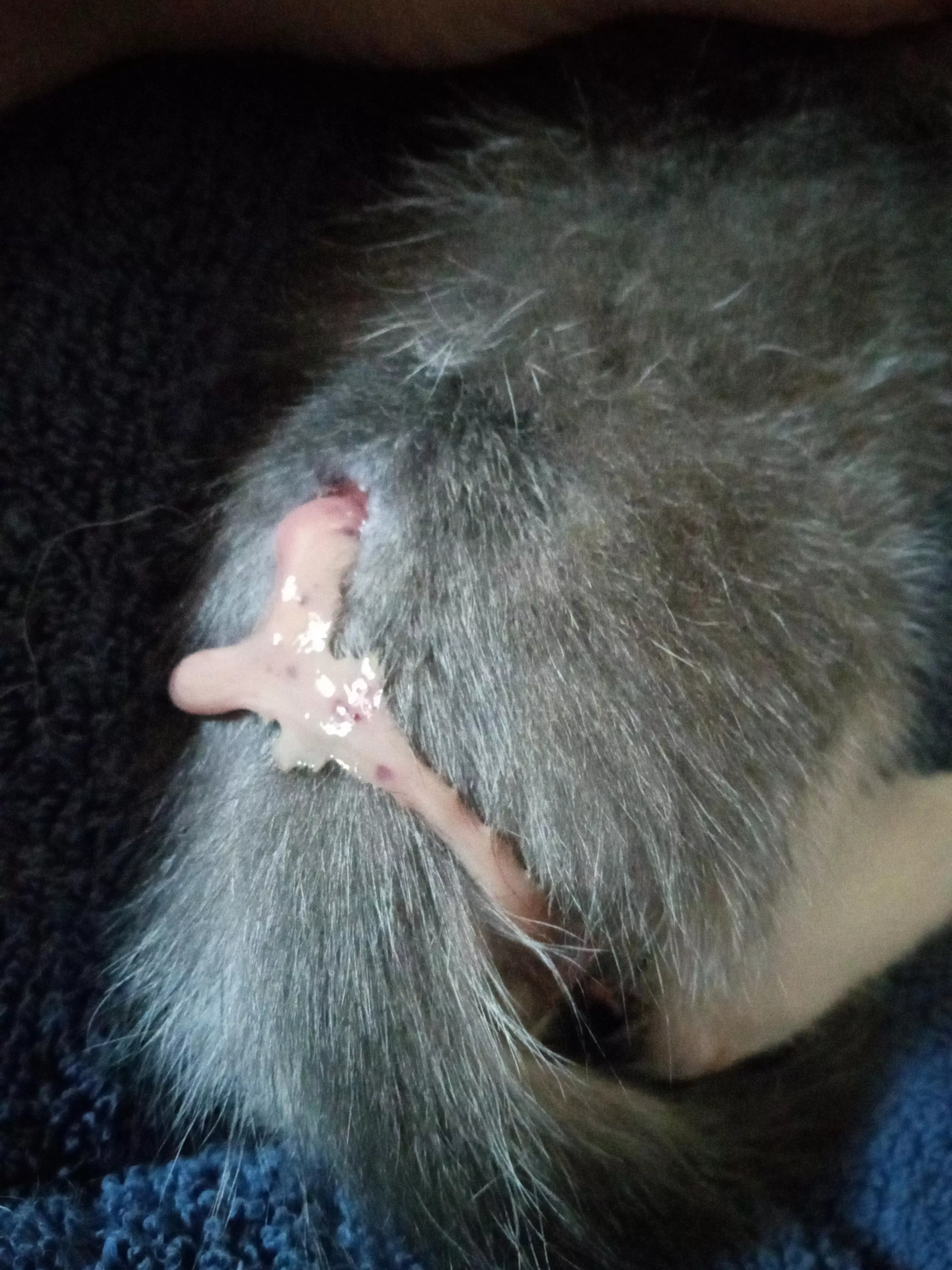 Abscess bursted on my 6 week old kitten. No worries, he's on antibiotics from the vet! posted by Kamijosflower