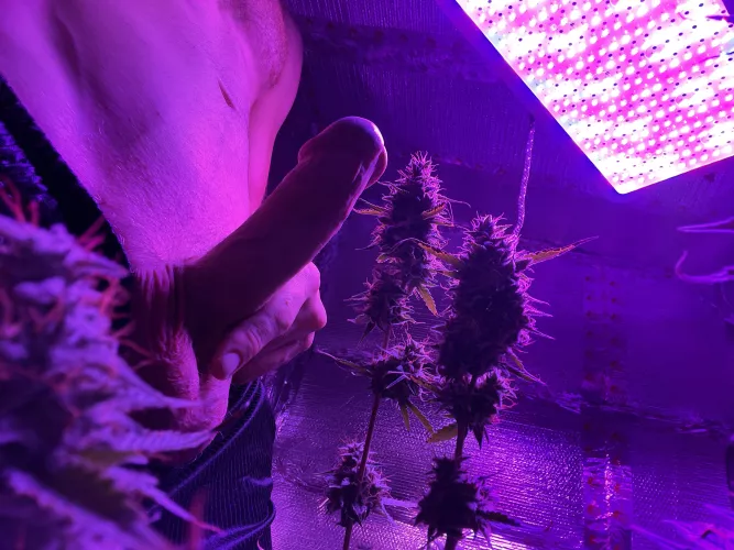 Buds n boners (m) by pmd_bi