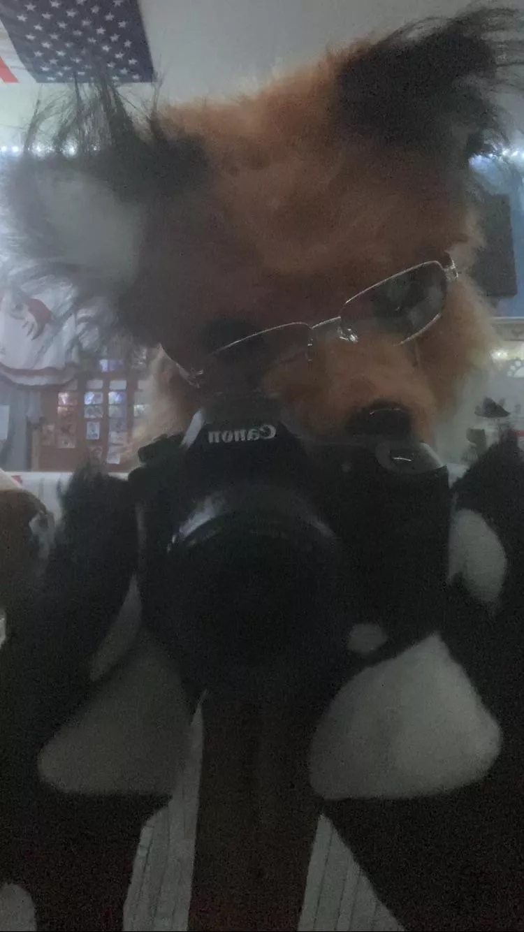 Smile! 📸 🦊 posted by Ancient_Summer_1833