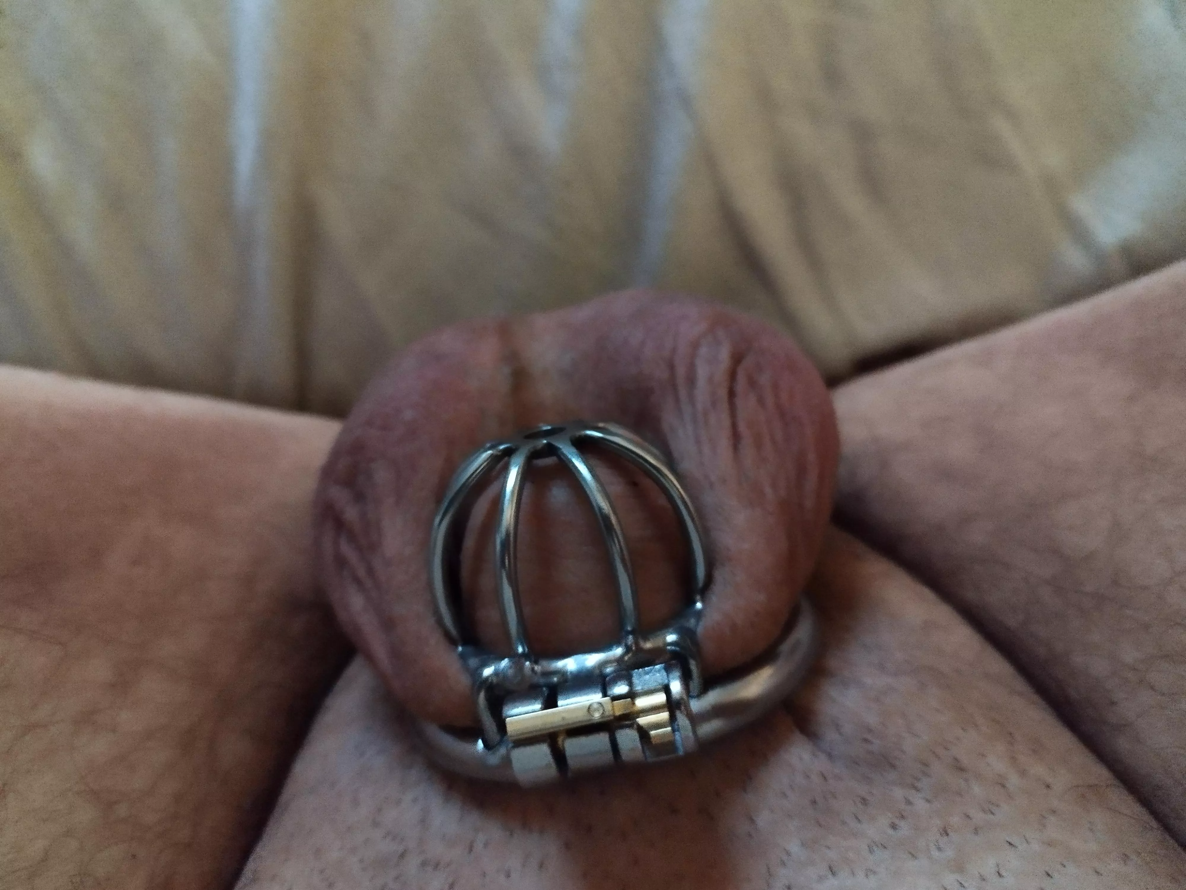 2nd cage, feels more comfy ♥️ posted by Feisty_T85