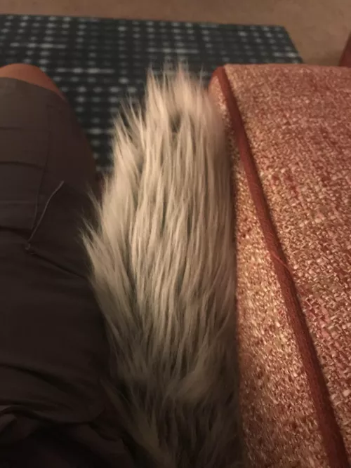 New Tail by The_White_Feather_