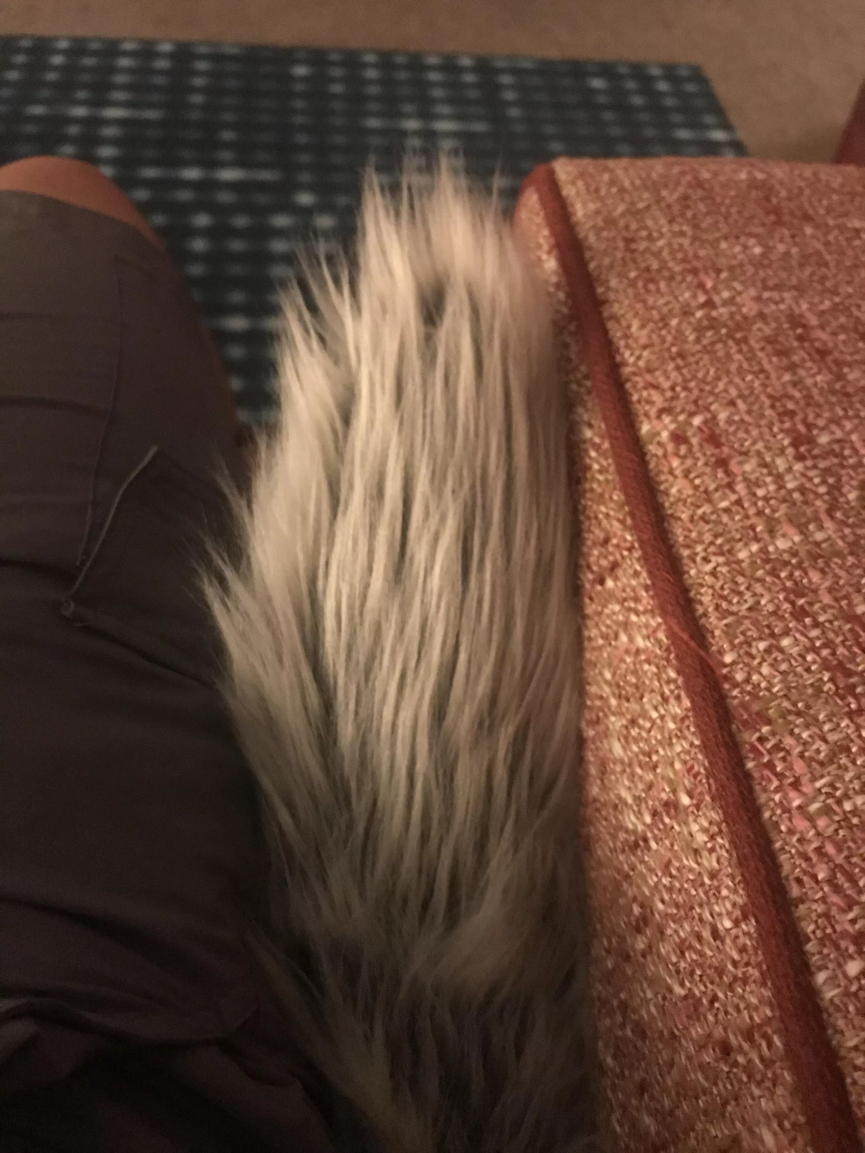 New Tail posted by The_White_Feather_