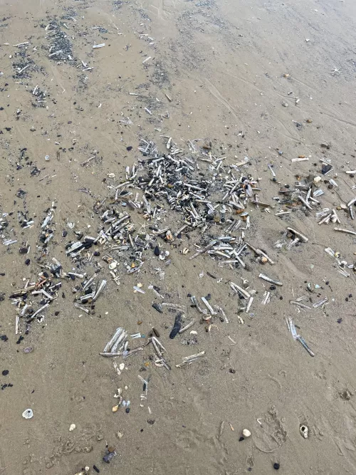 Why did a load of shells and starfish all wash up at this one point on the beach? Many dead starfish and crabs just at this point by MeasurementOk2542