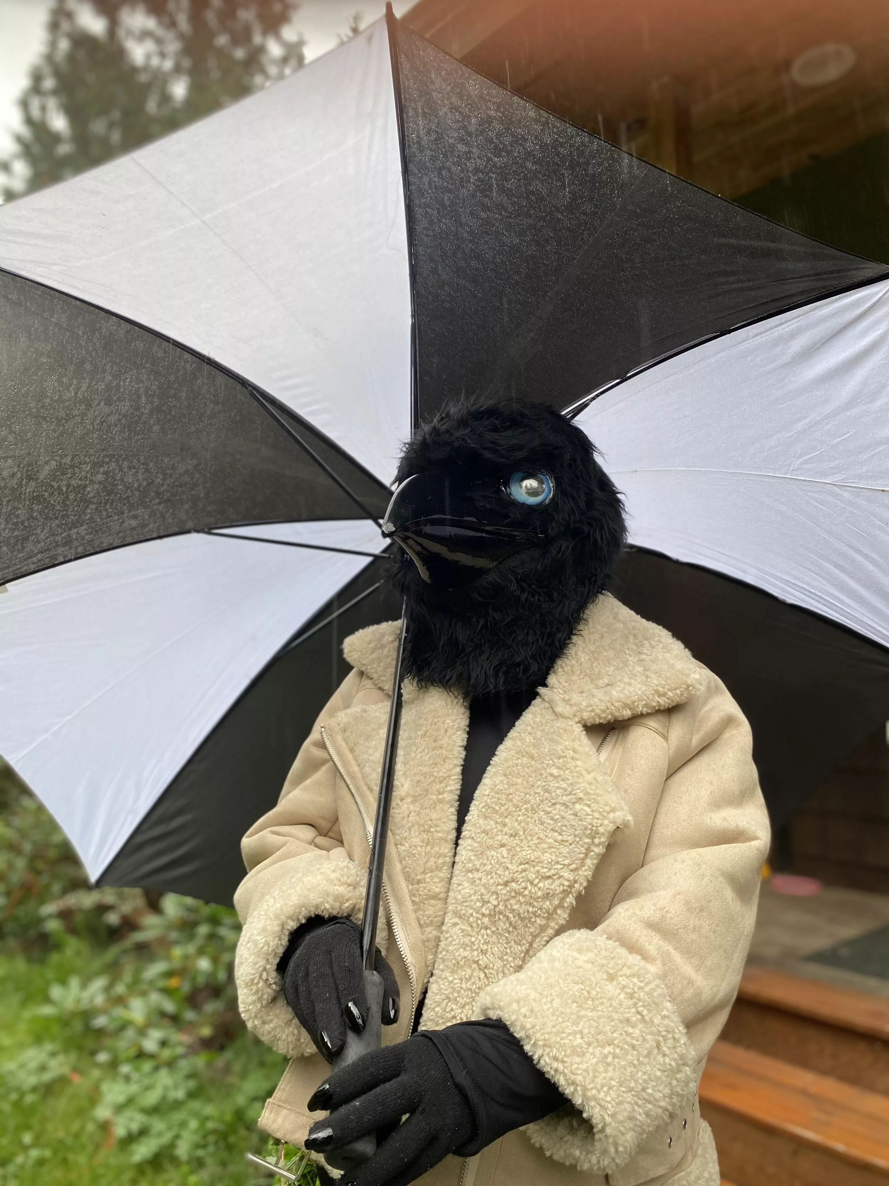 ~Me, the sweet creepy little Corvid~ (Photo by u/TheGalacticAngler) posted by TheCreepy_Corvid