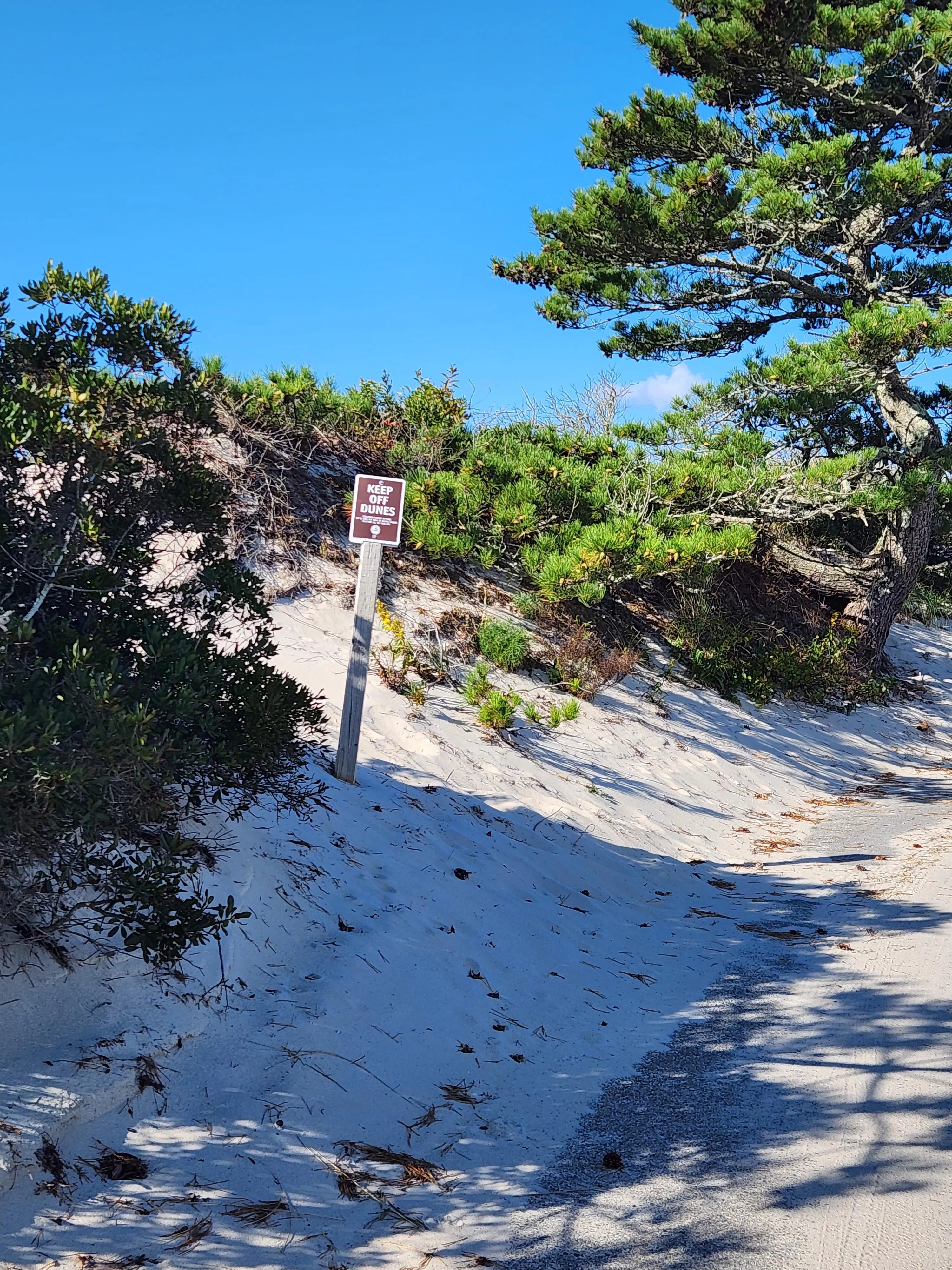 Morning walk 10/9 posted by Intelligent-Cable-43