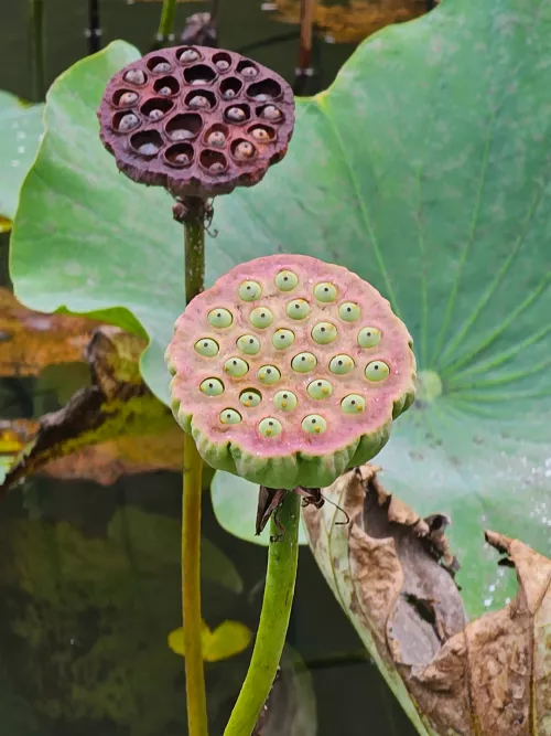 Lotus Seed Pod at Botanical Garden by s76trombone