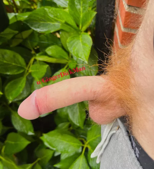 My ginger dick to you. If you could use it? by GingerDickMan