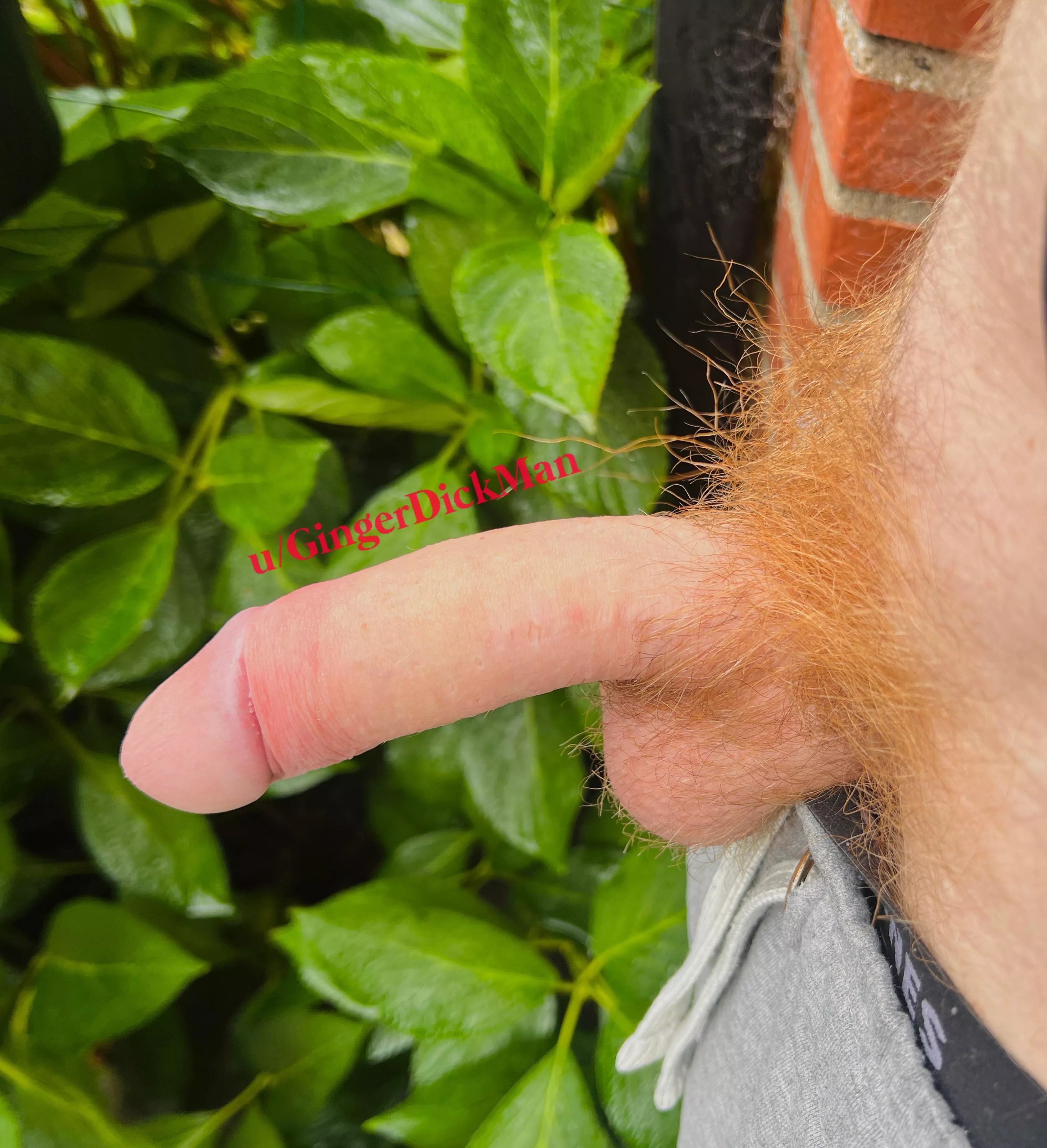 My ginger dick to you. If you could use it? posted by GingerDickMan