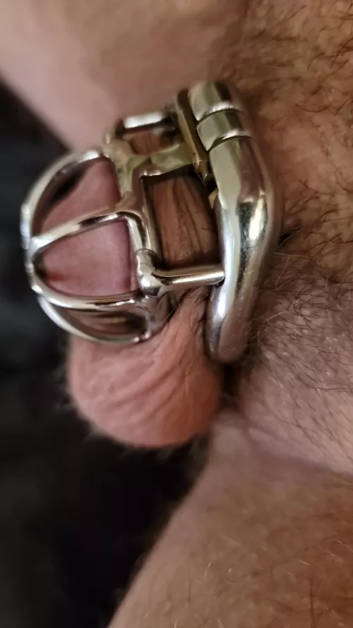 Slowly but surely getting too small for the steel cage. Any suggestions for what the next one should be? by Icy_Reindeer_4799