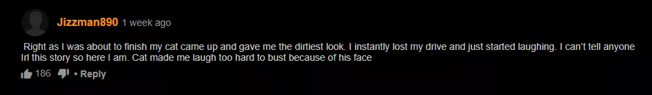 Damn Cats posted by Walnuttttttt