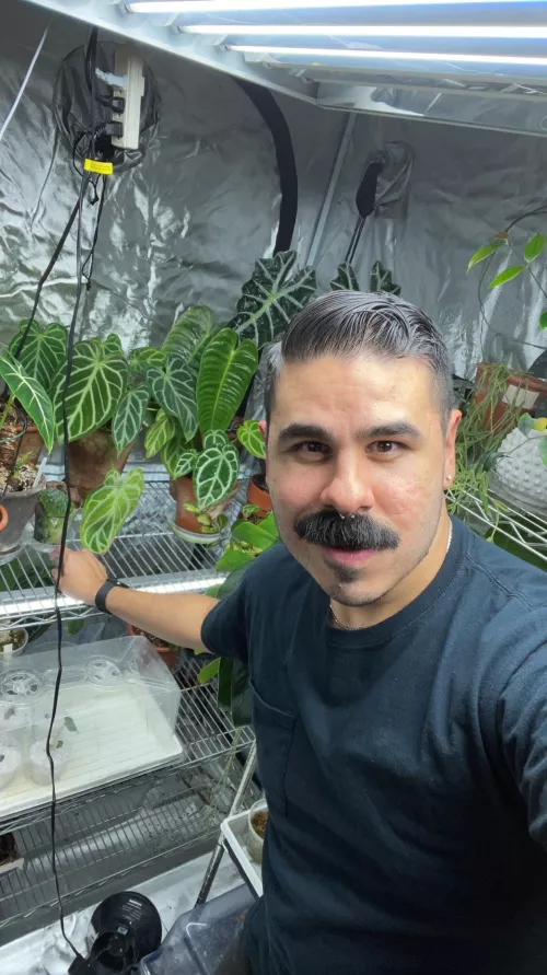 Just me and my Anthuriums 💁‍♂️🪴 by lilbabyshark