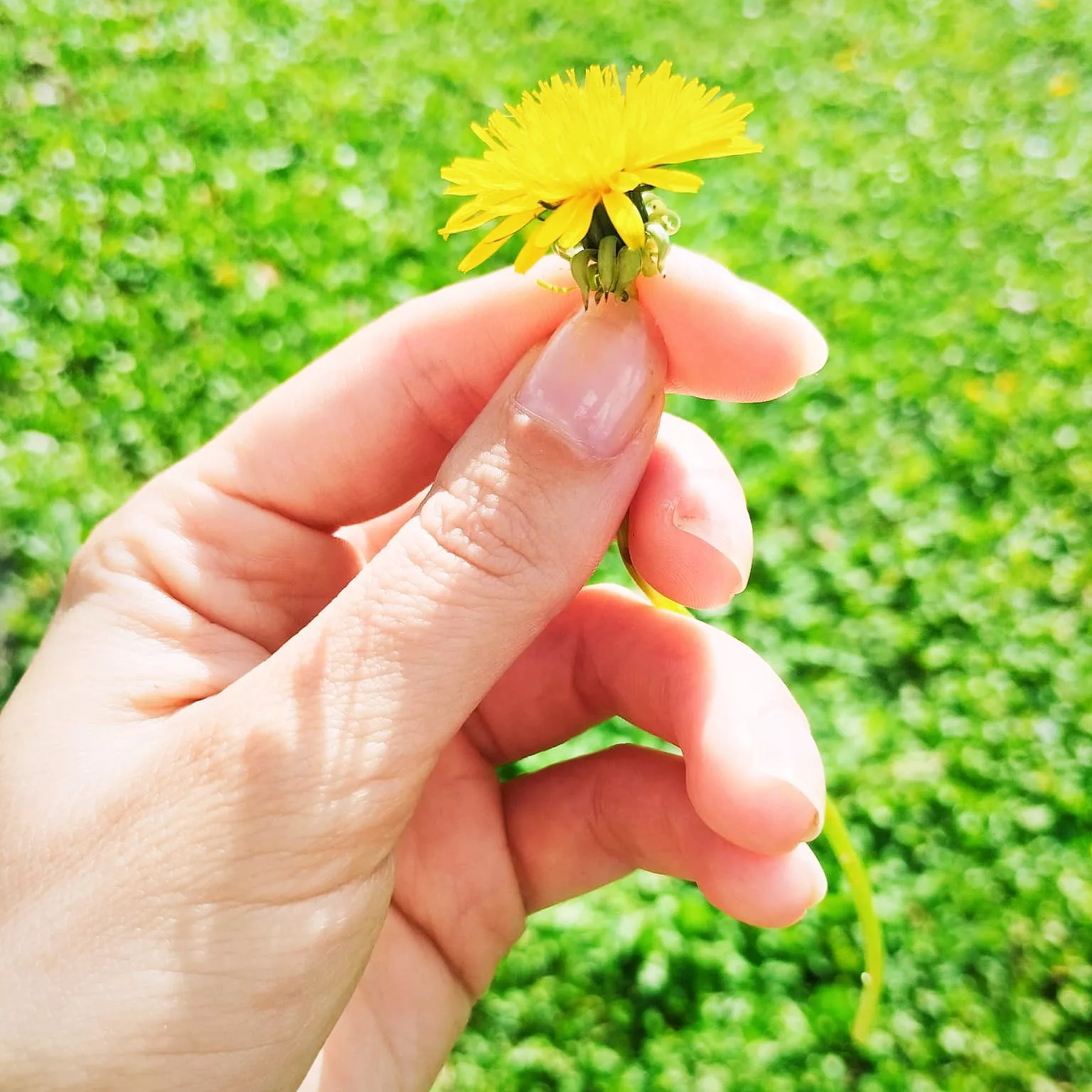 Dandelion on a sunny day posted by Orag16