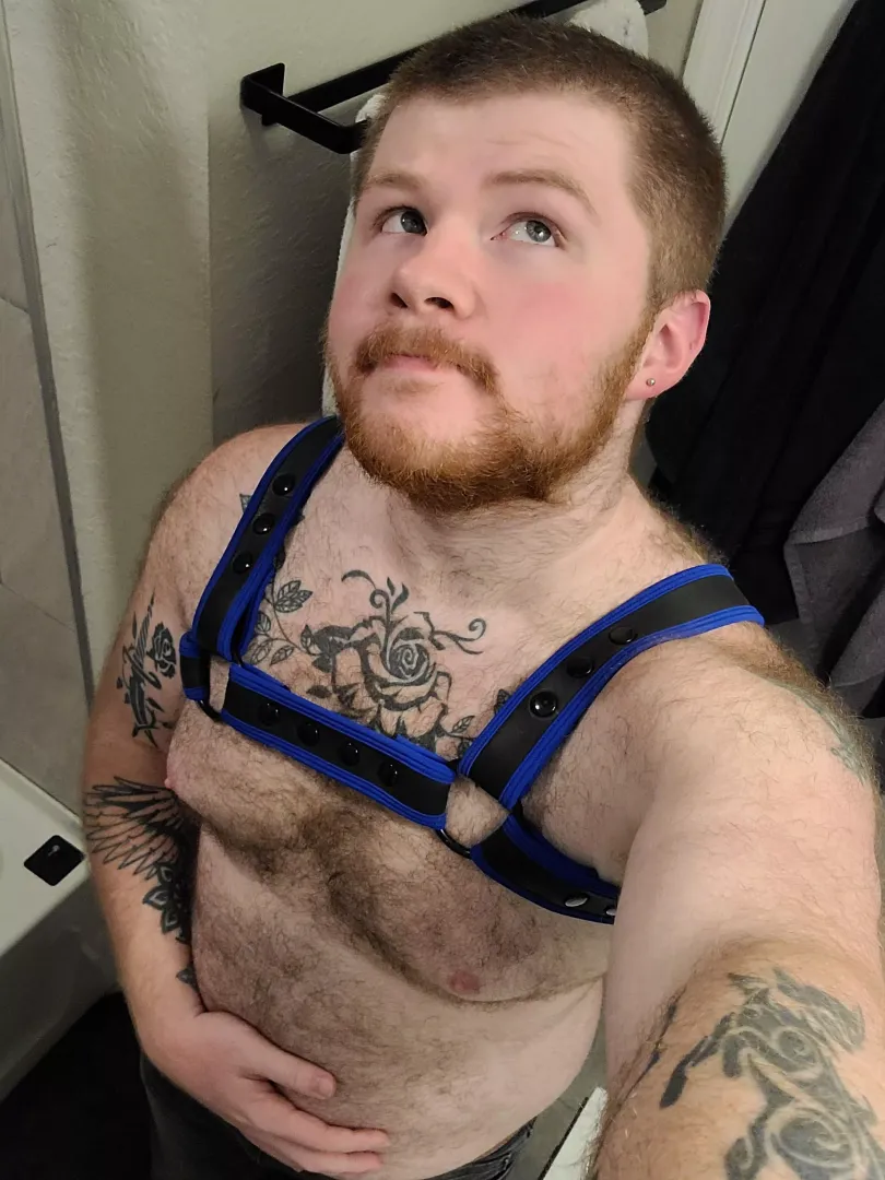 I'm liking this new harness posted by GriffDaKIng