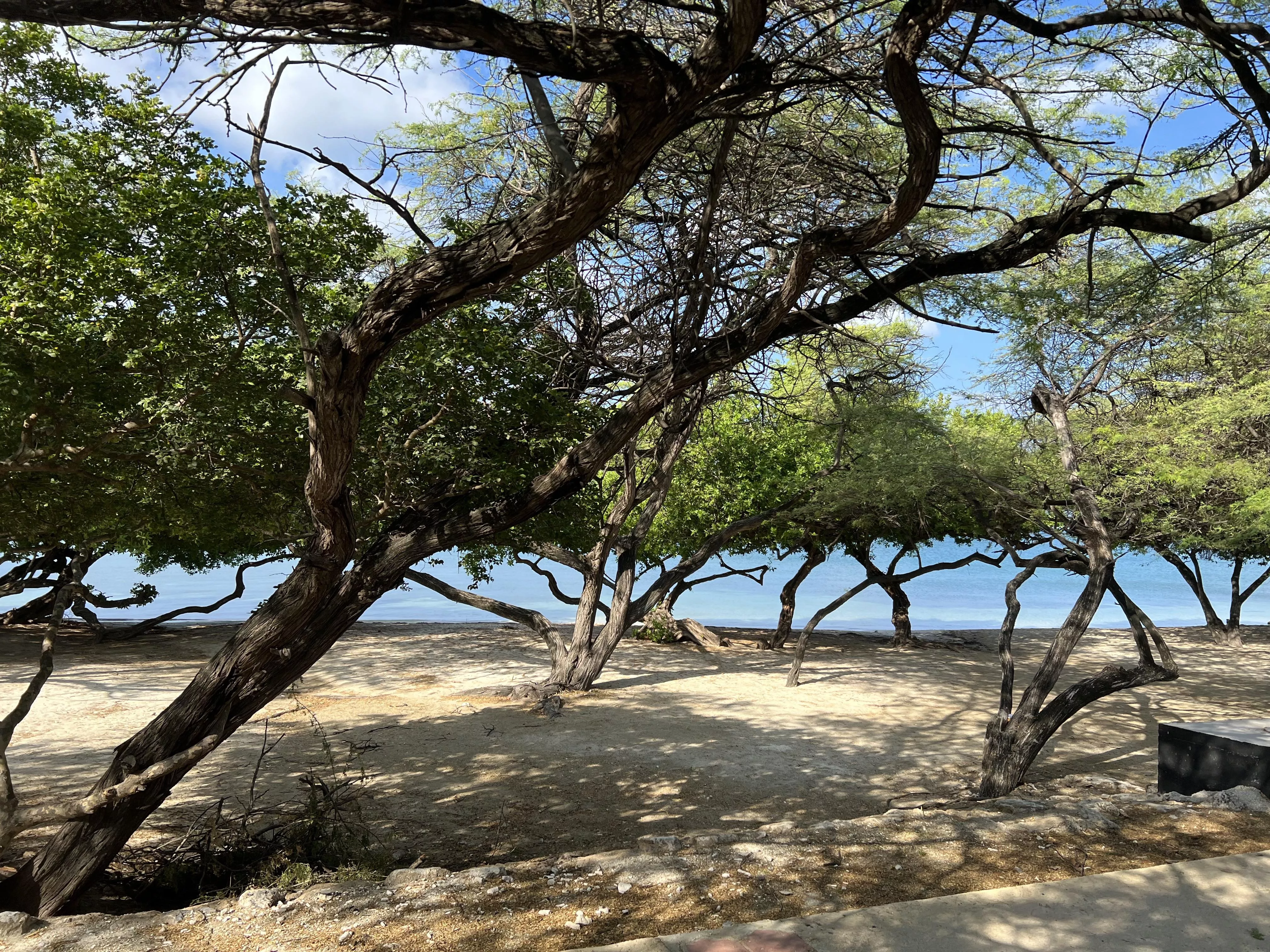 Aruba posted by One-Cake-4437