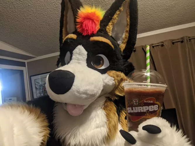 My first fursuit Friday here! by WolfinCorgnito