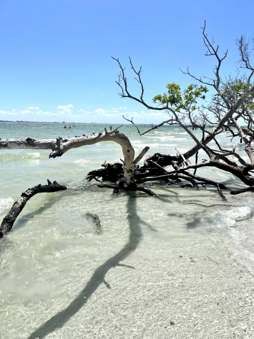 Sanibel Island at Lighthouse Point by Cougar-Delight