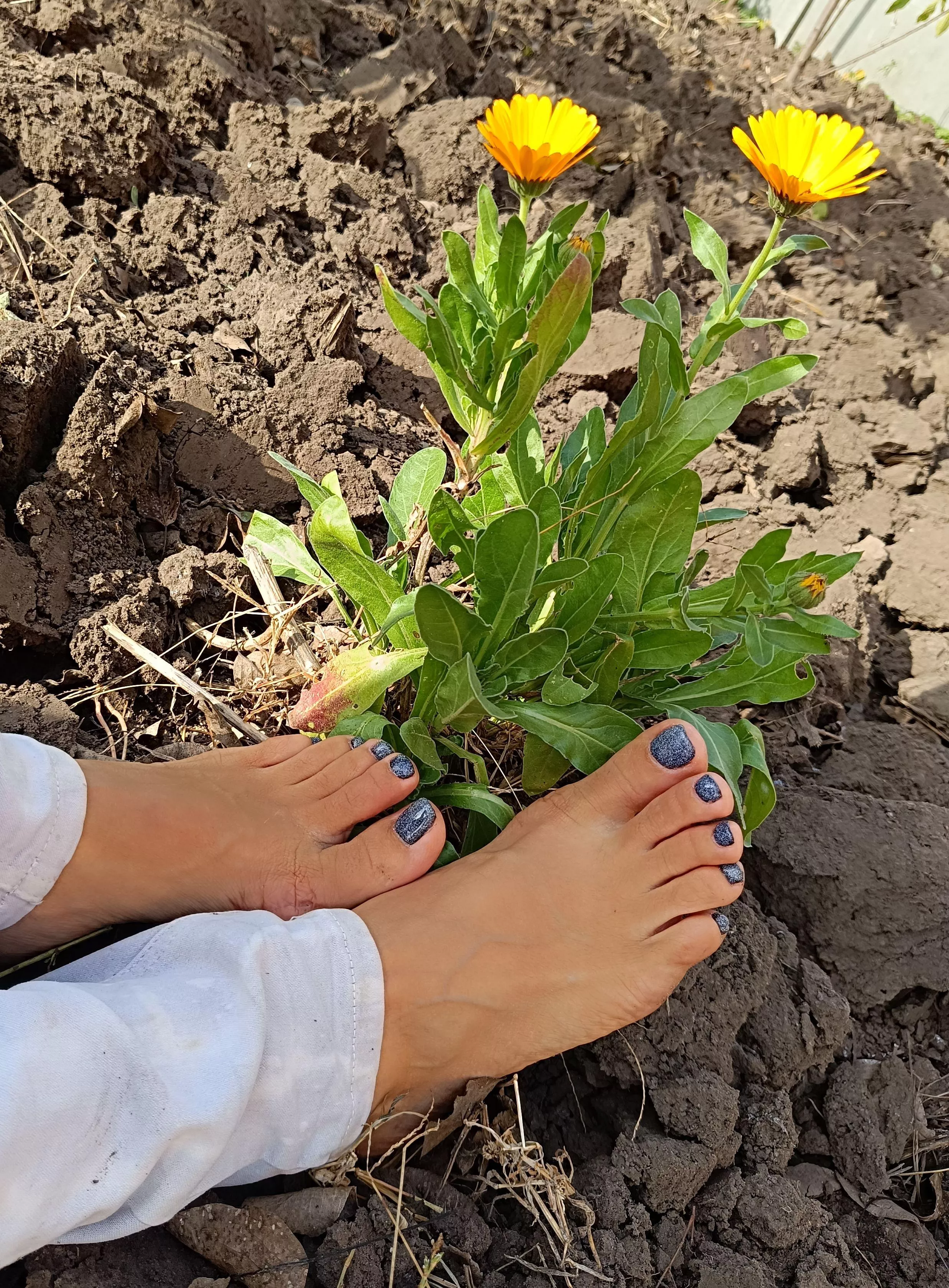 I dug up the garden and sat down to rest. posted by iamsunnyray