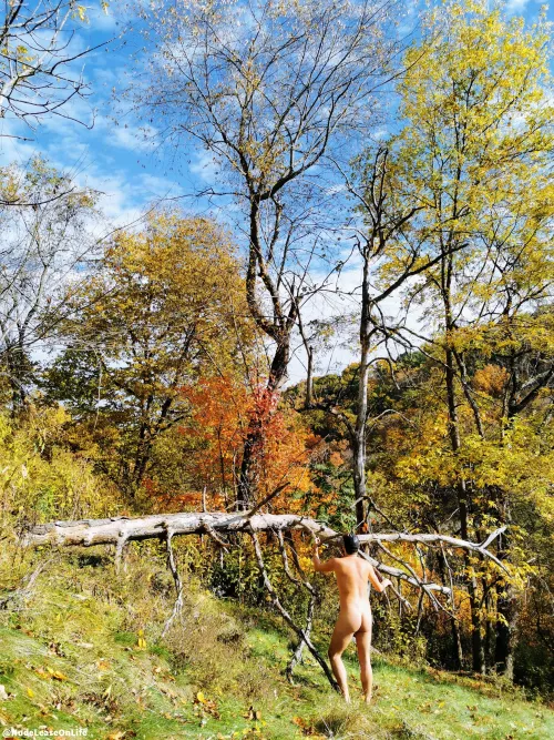 Despite cooler temperatures and shorter days, we hope everyone is enjoying their autumn. I just love how this photo came out. I feel that it speaks to nature and the seasons and the cycle of life so well, and it was wonderful to be able to take a moment  by NudeLeaseOnLife