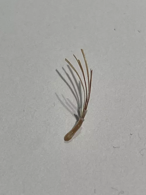 Pulled out with my fingers by Tasty_Imagination681