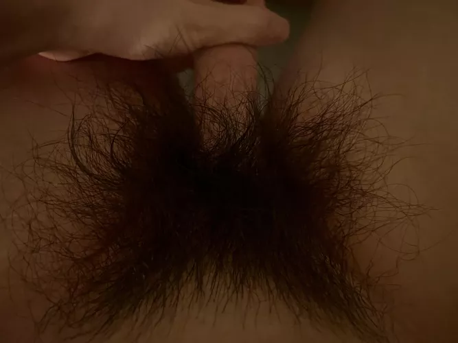 My untrimmed bush looking thick tonight! by HairyWildBush