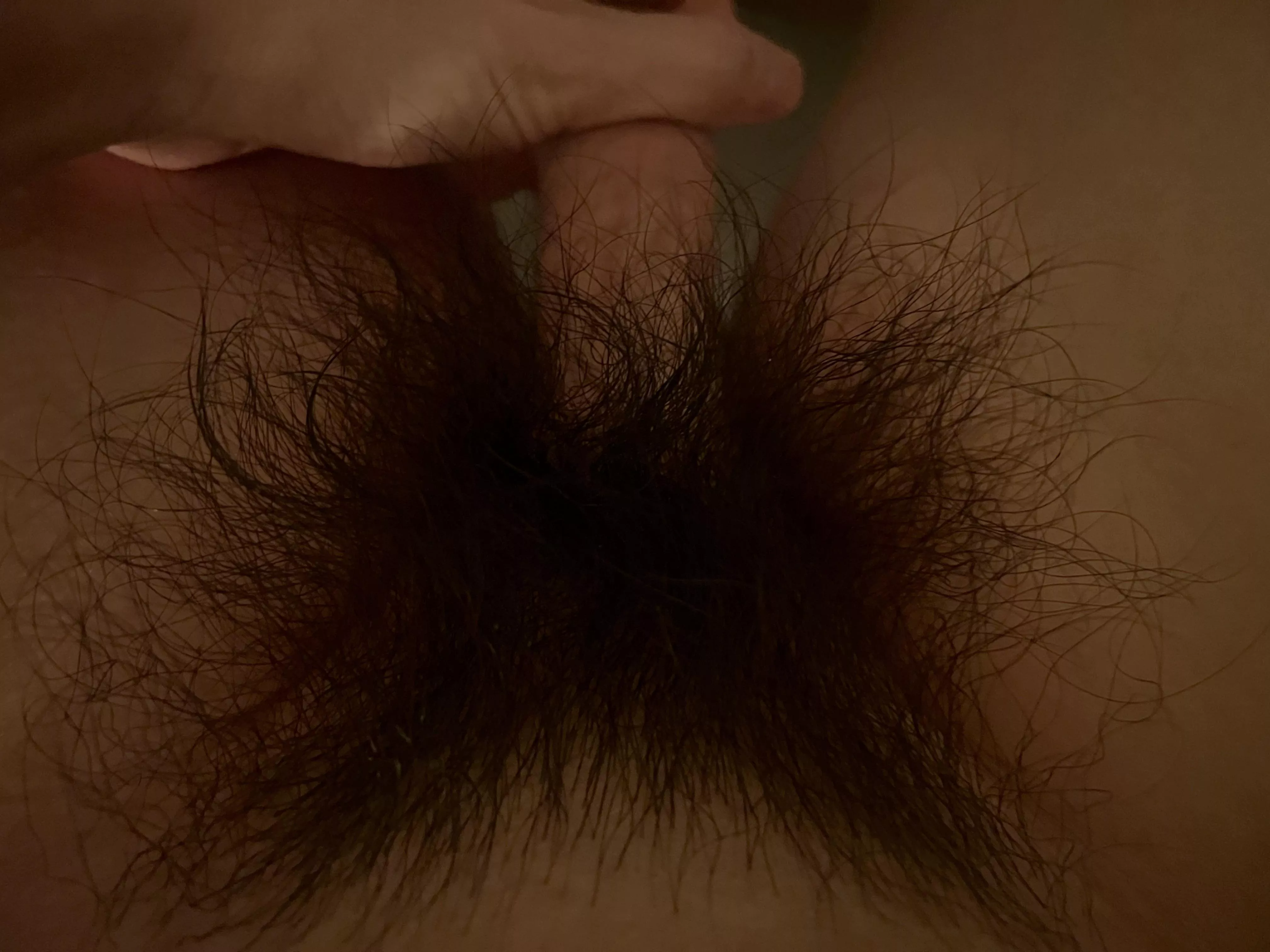 My untrimmed bush looking thick tonight! posted by HairyWildBush