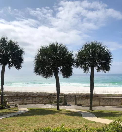 The palm trees lined by the beach take my breath away every time I see it OC by anitajoint-420