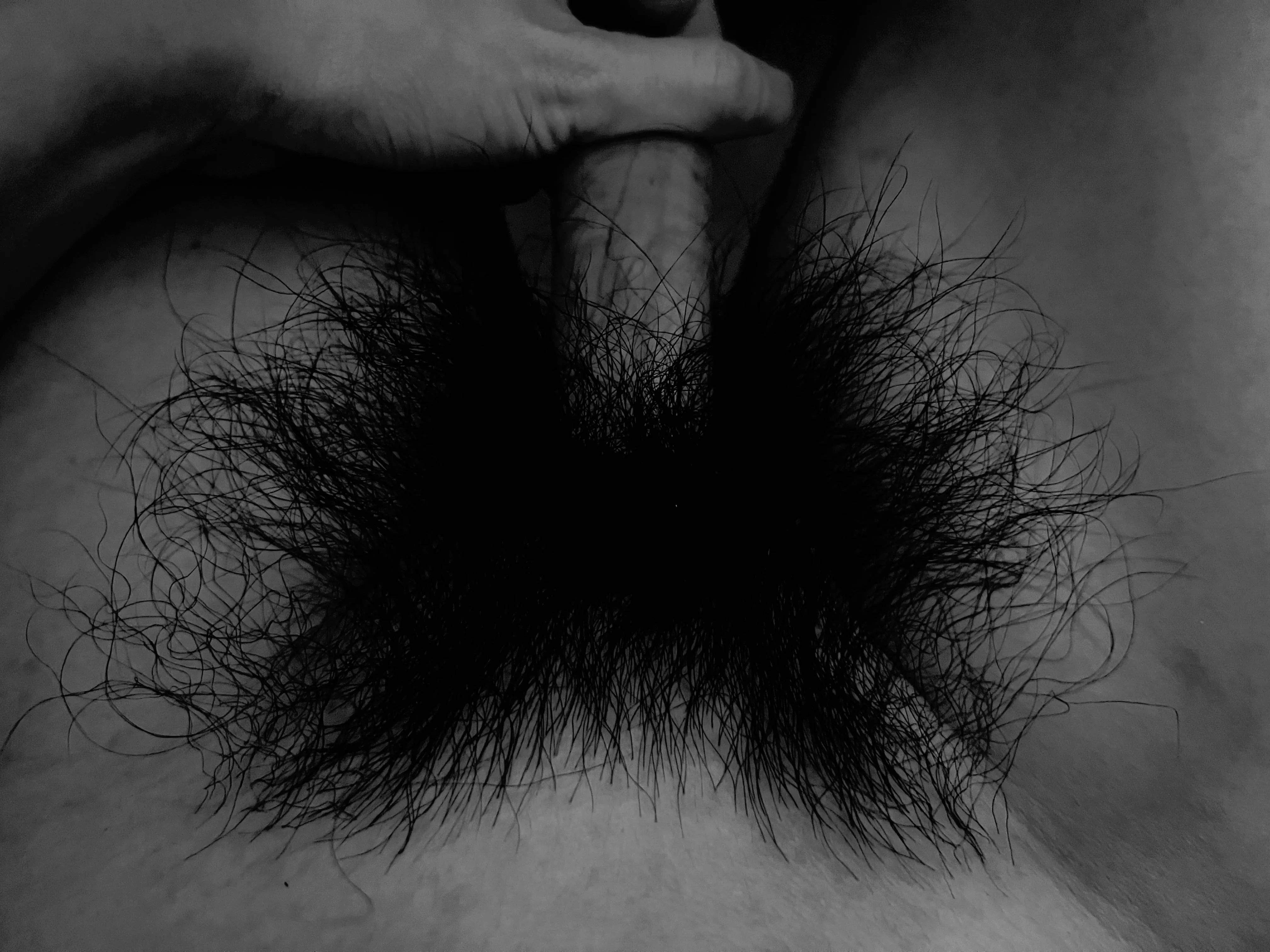 My bush is looking thick and big tonight posted by HairyWildBush