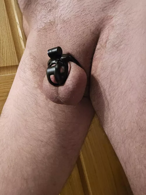 Sometimes I wonder if I could squeeze into a smaller cage by Hammer6580