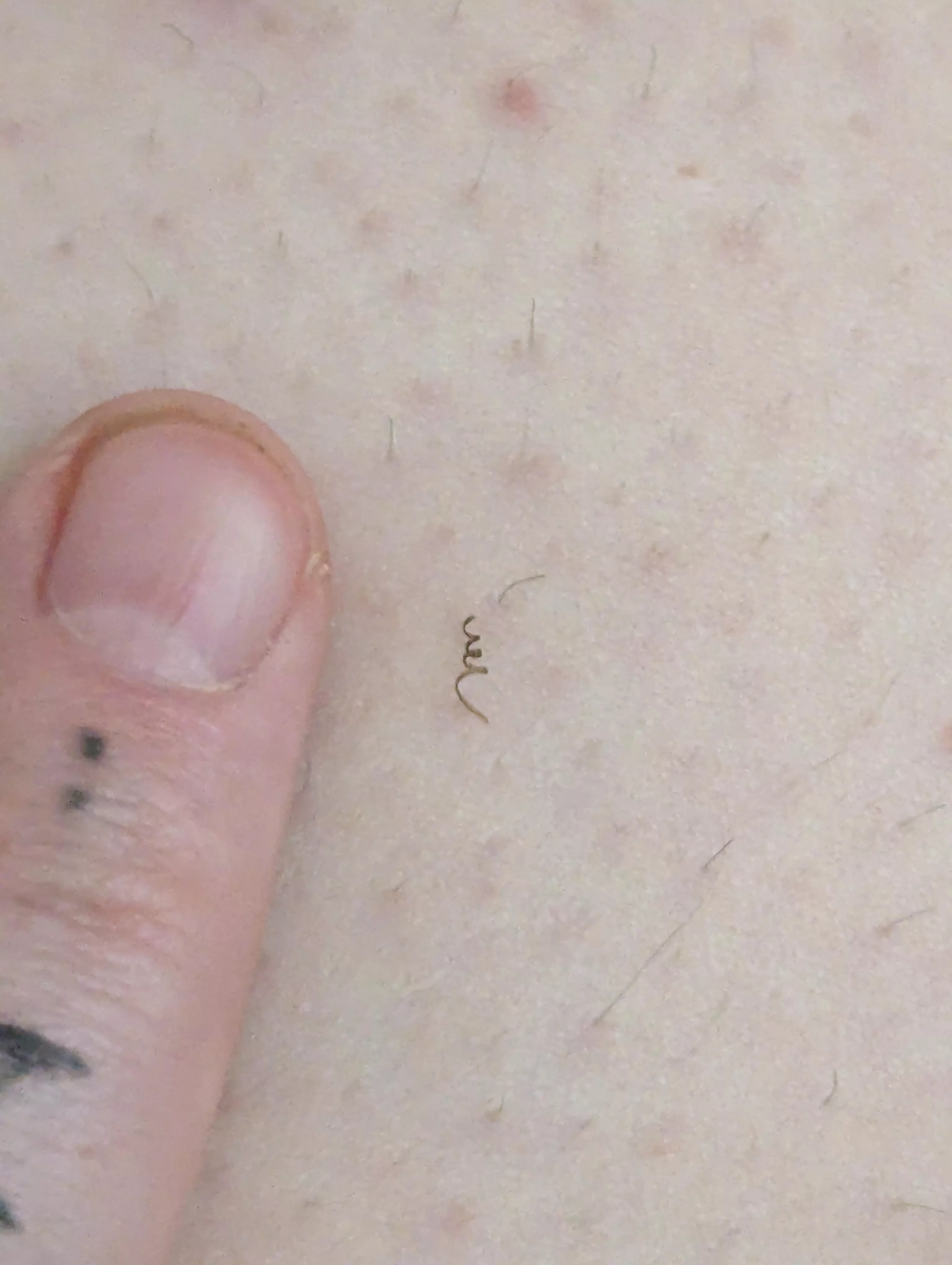 Super tight curly one from my neither regions compared to my pointer finger nail OC posted by Analiebaby