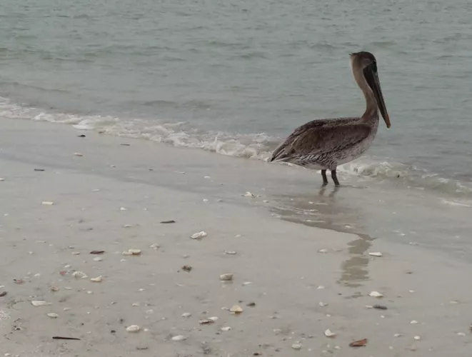 Pelican! by Altruistic_Advance90