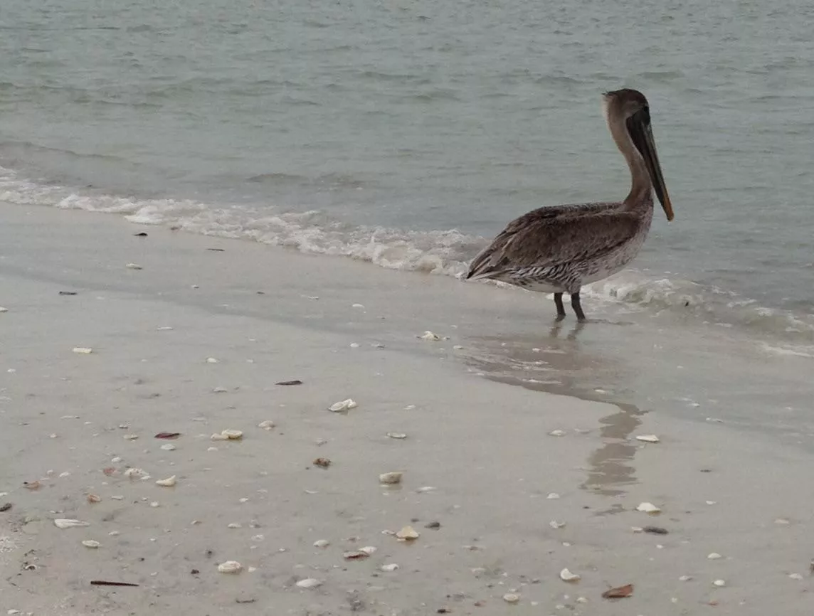 Pelican! posted by Altruistic_Advance90