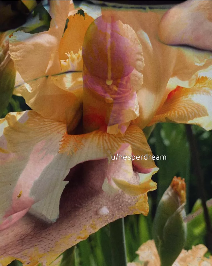 My artistic dick pick 🌸 posted by hesperdream