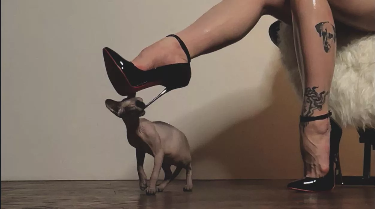 My cat like them too posted by snakenest_