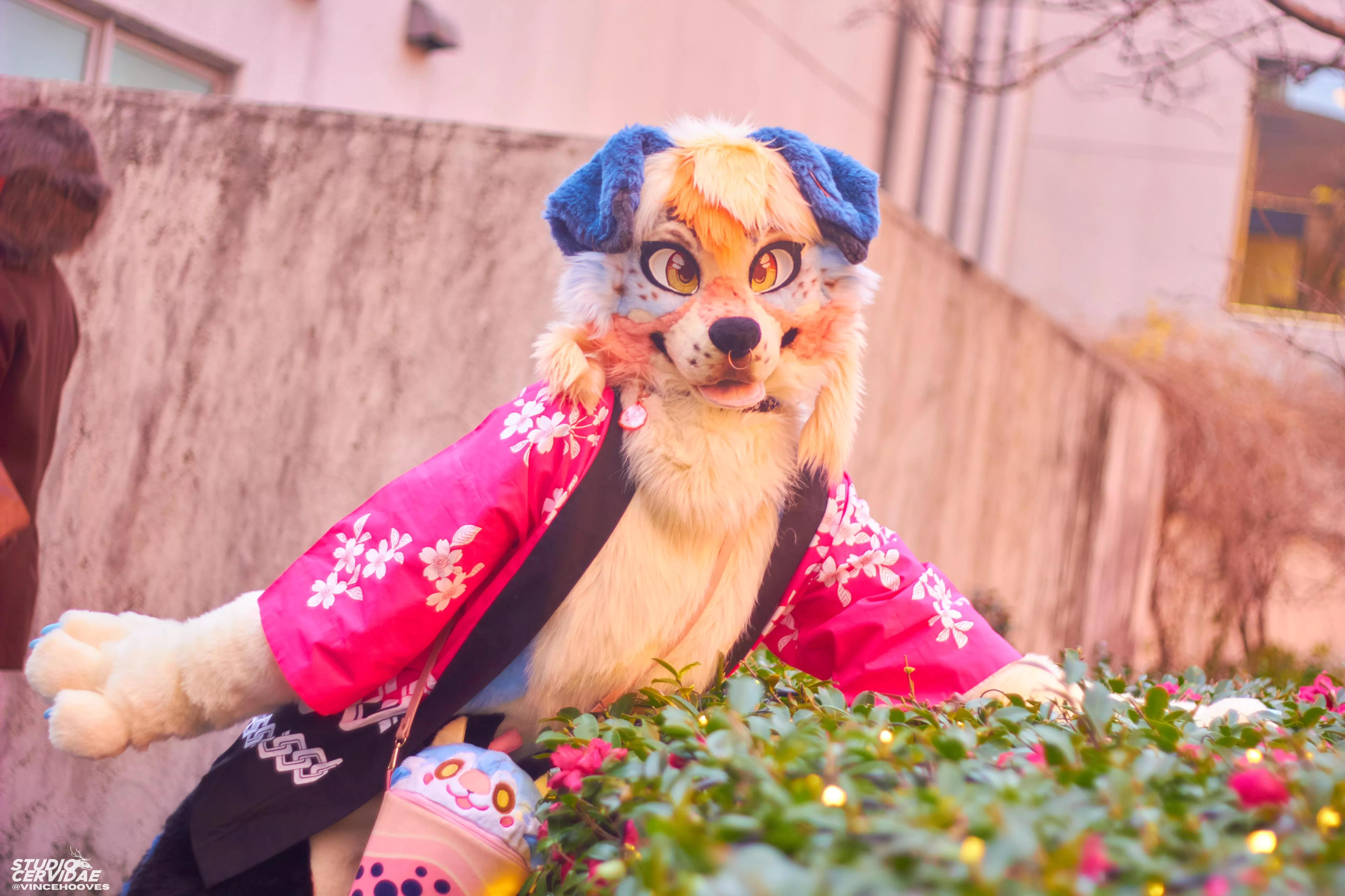 Oh! Hello there! 🌸🐶 [ @Indiecolliee on twitter] posted by Mkittty