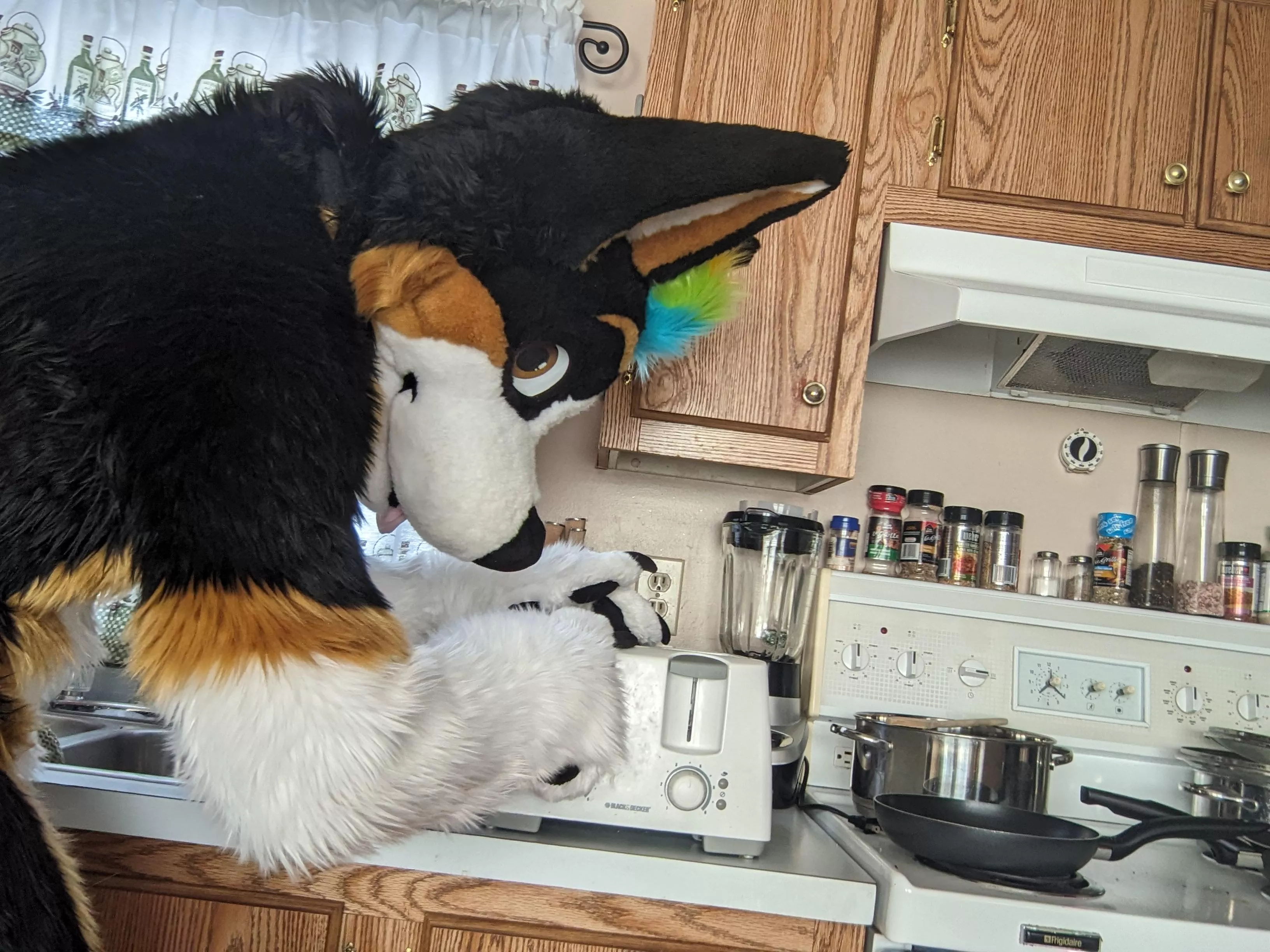 An insight on how burnt loaves maintain their looks posted by WolfinCorgnito