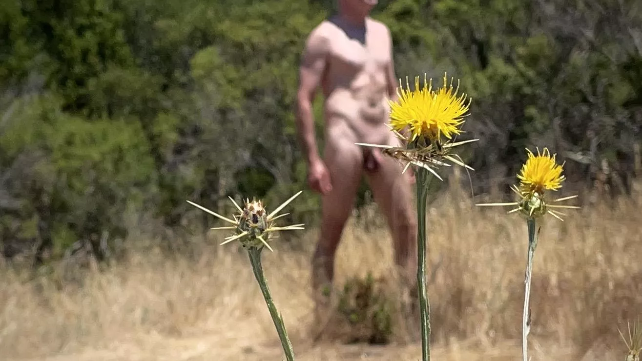 Feeling prickly today posted by beachandforestfun