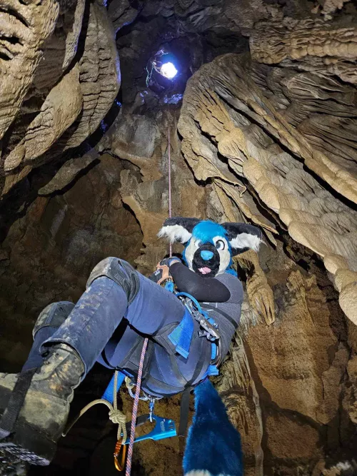 Fox on rope by steven304