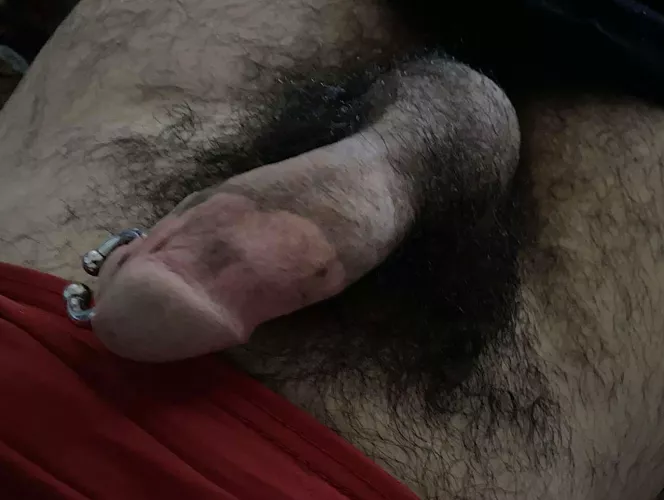 Do you like this bush ? by princealbert_idf