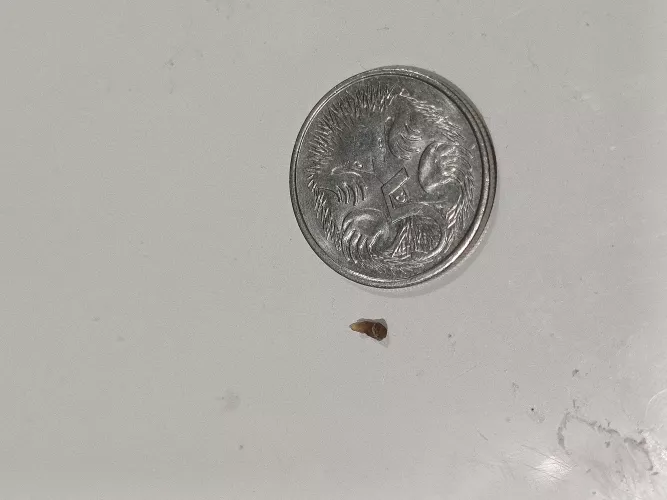 I Just pulled out this big blackhead from my upper back. 5c coin for scale.  by Midan71