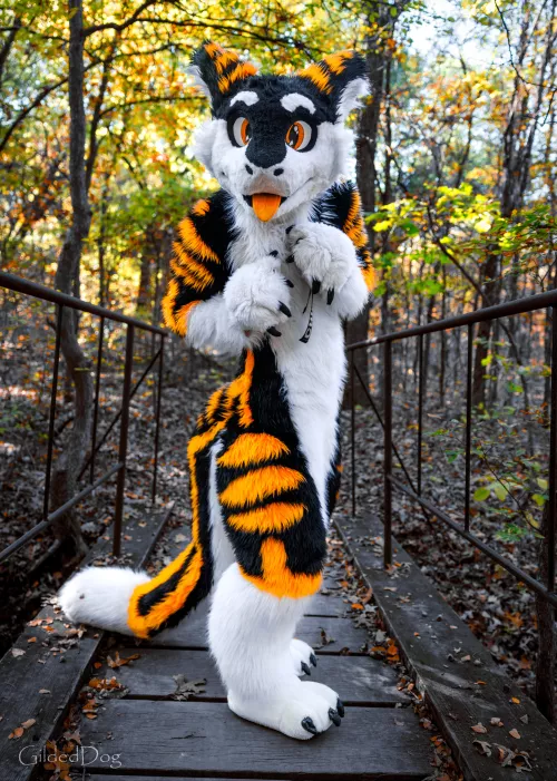 A Serg has appeared on your path! What do you do? :> #FursuitFriday by SilySox