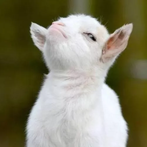 niggi niggi by joristpsammiten28