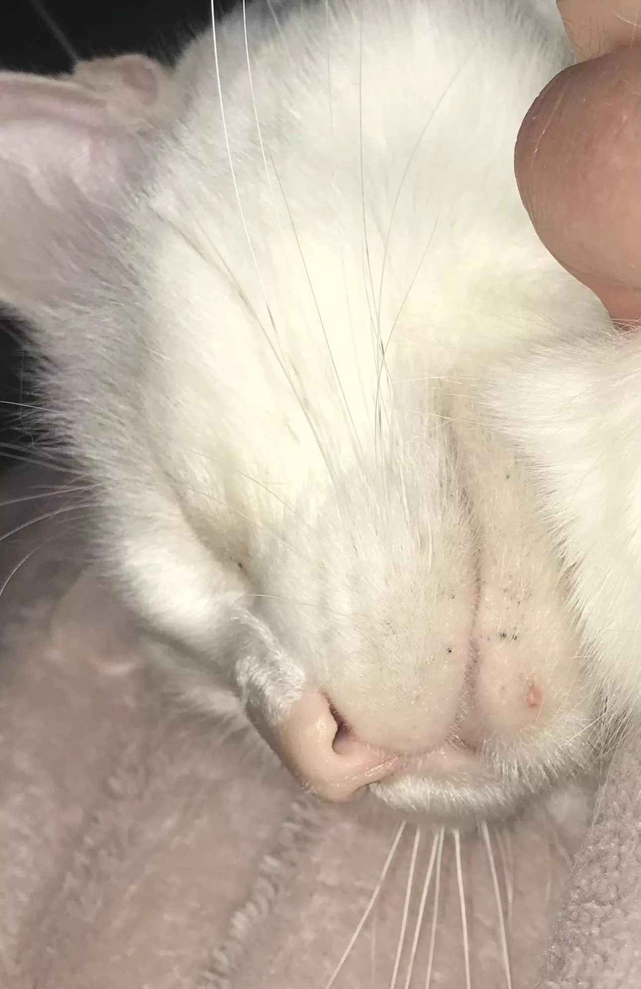 Forbidden pop: a white head… on a white head! Ft. some black heads too posted by donemessedupthistime