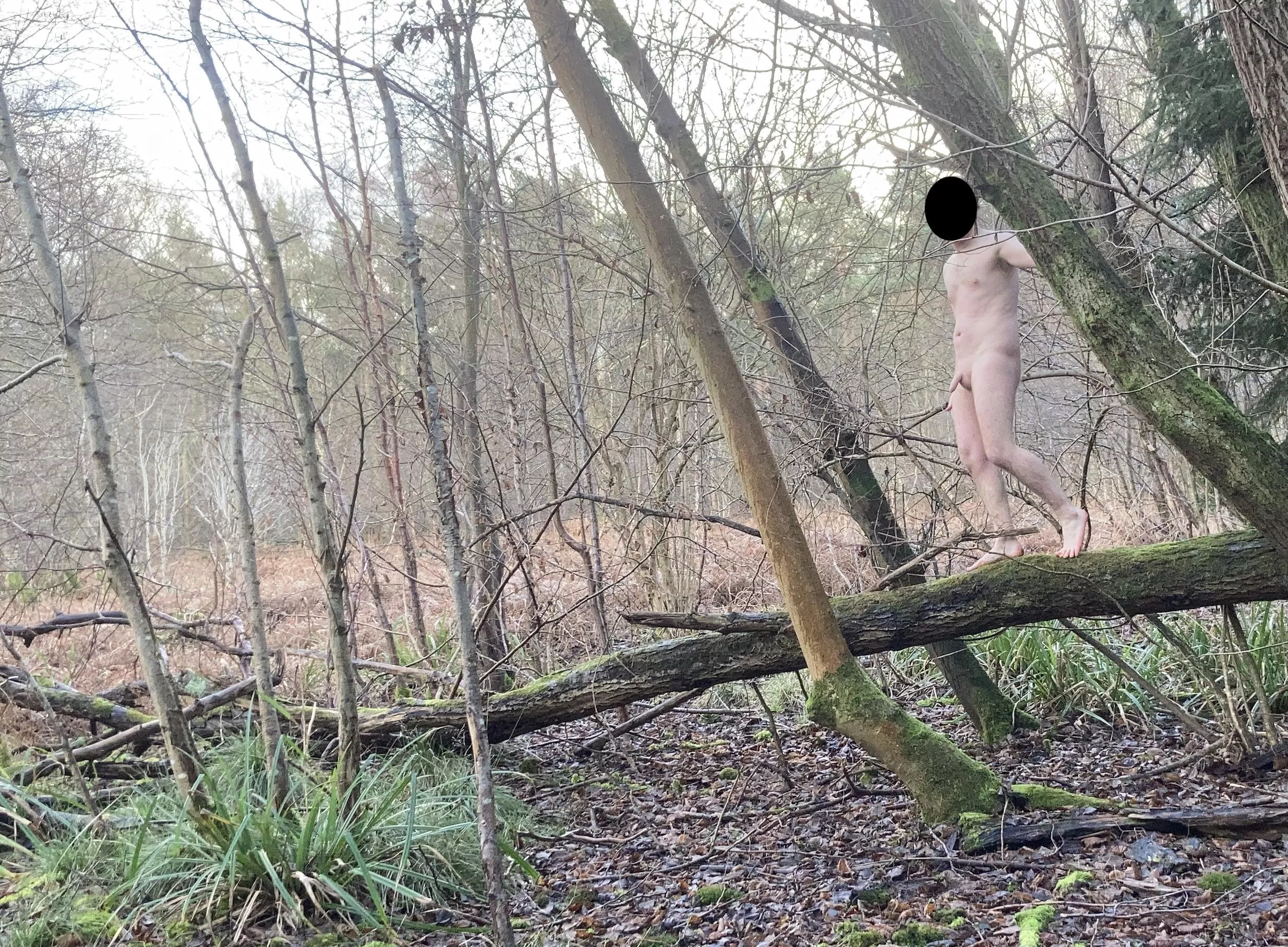 Up Trees posted by robertbertos101