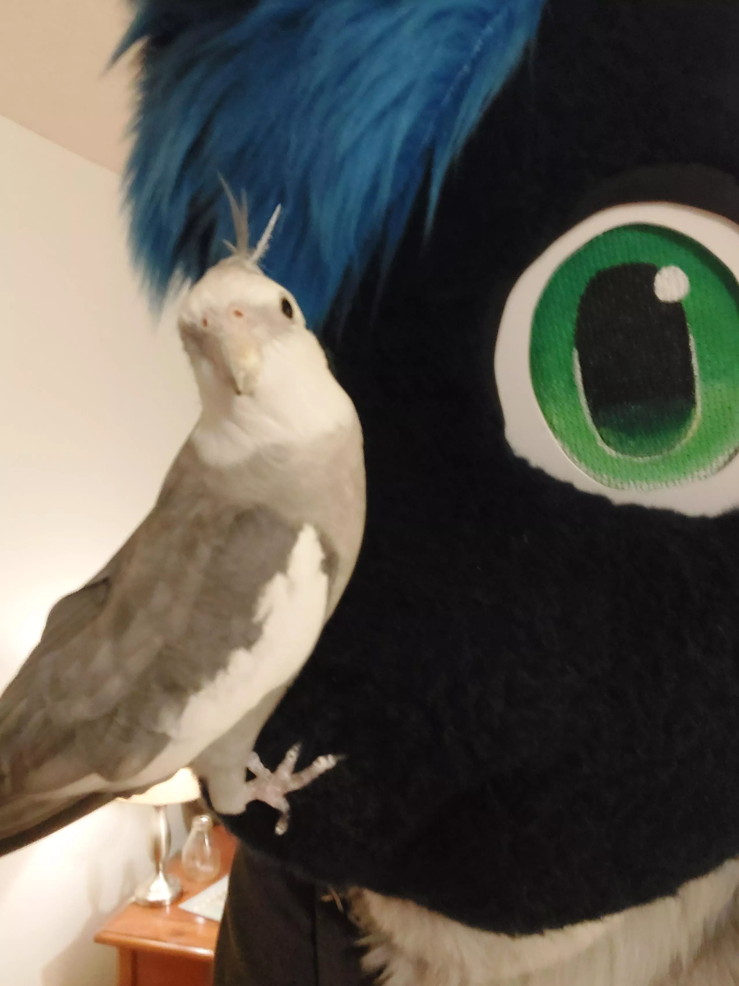 Y'all have any pets? This is mine, his name is Rumple! posted by Jayn_Xyos