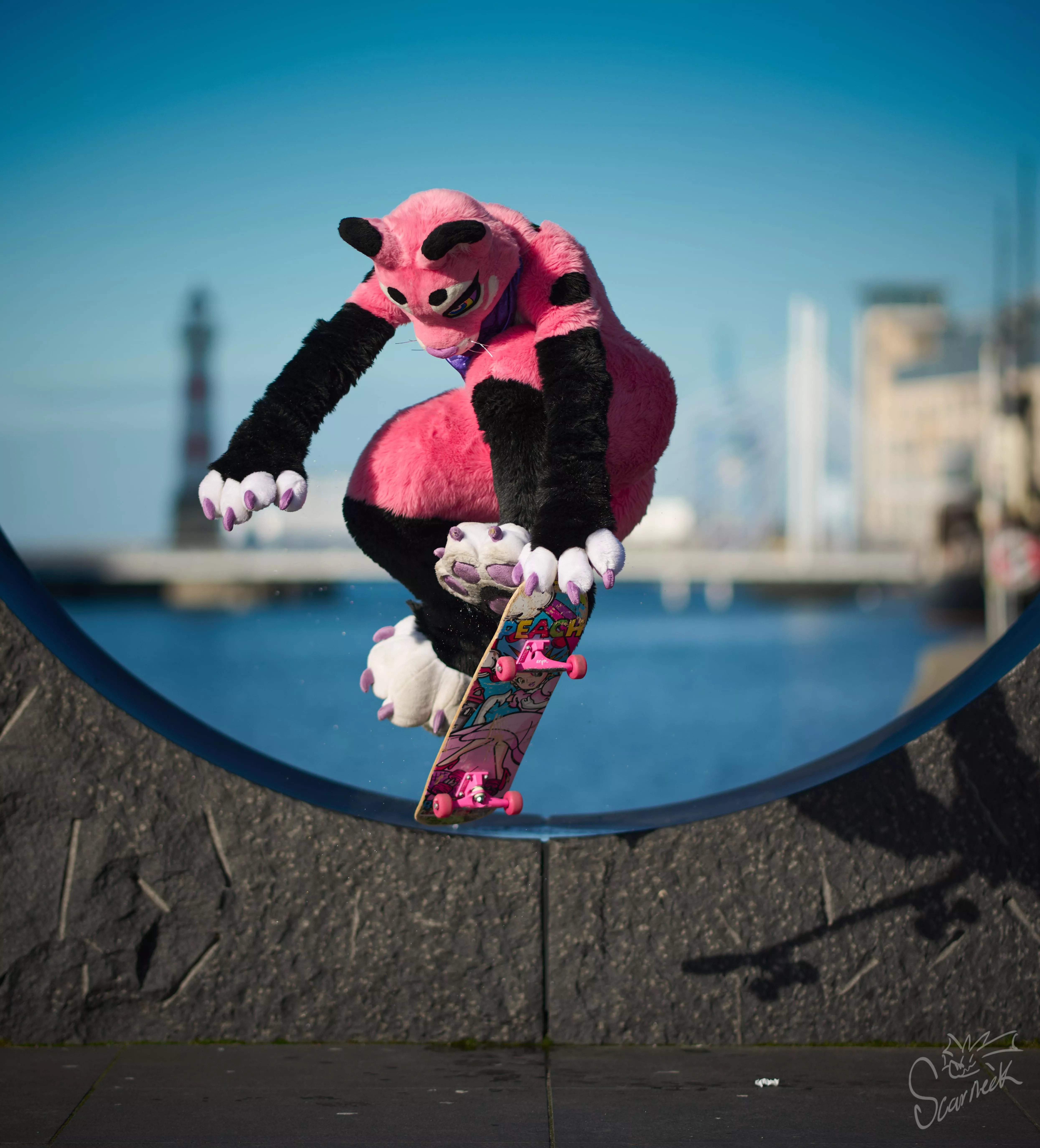 Purrfect shot of a purrfectly okay skateboarding lioness on a beautiful sunny day! 😻💖 posted by blondemohawk
